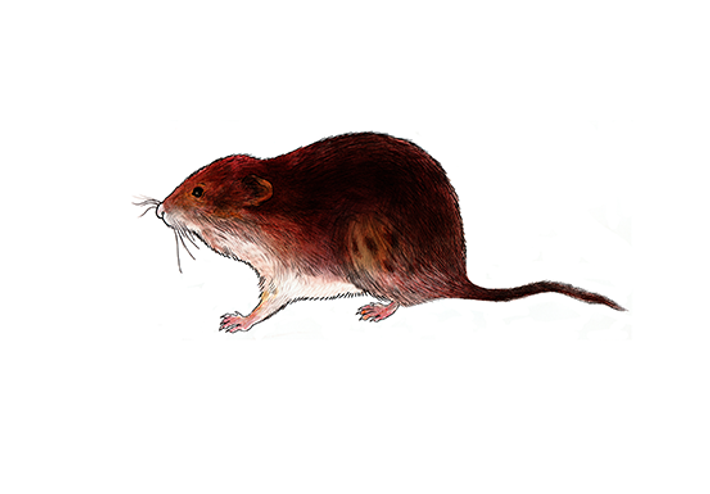 Yalangoch shlyapa moda namoyishi Uyda yalangoch semiz yigitlarning fotosuratlari